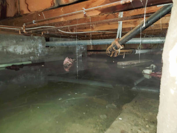 Best Ceiling water damage repair  in Avilla, AR