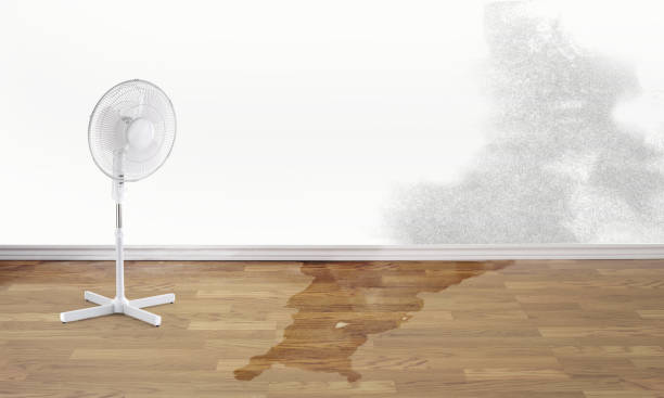 Best Ceiling water damage repair  in Avilla, AR