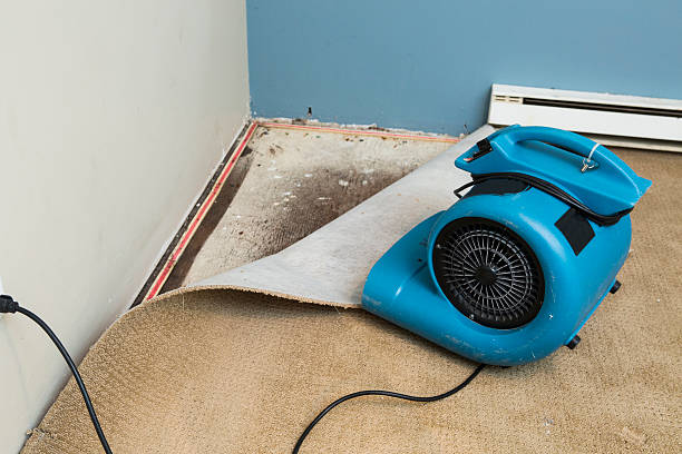 Best Water damage mitigation services  in Avilla, AR